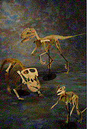 Three dinosaur skeletons